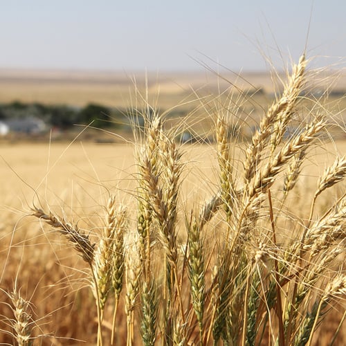 field of wheat in the sunshine