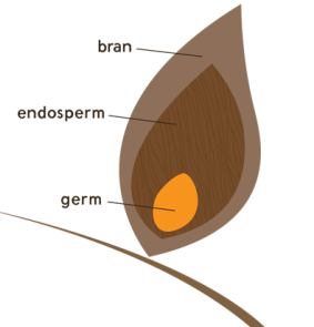 a graphic of the inside of a wheat kernal showing the 3 parts: bran, endosperm and germ