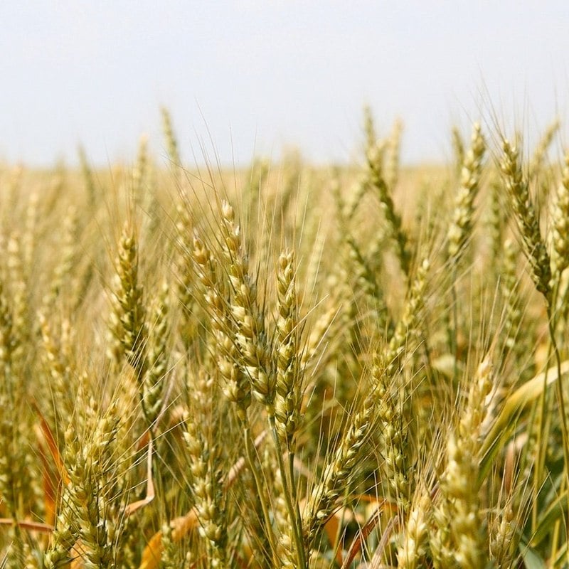 Image of montana wheat golden from triangle family farms