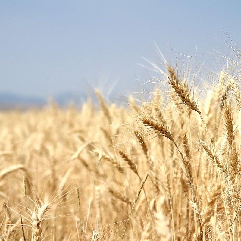 field of wheat in the sunshine